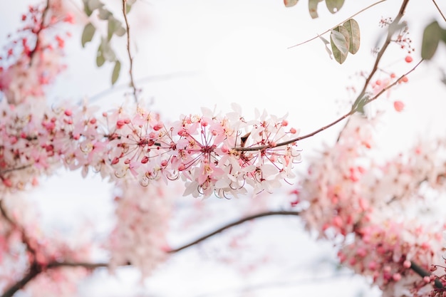 Wishing Tree, Pink Shower, Pink cassia zijn prachtige roze bloemen van Thailand.