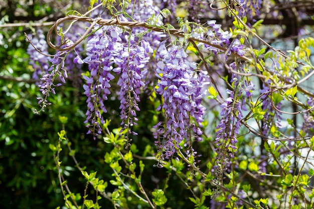 Wisteria in bloom Tender young wisteria vine Selective focus Tender young wisteria vine