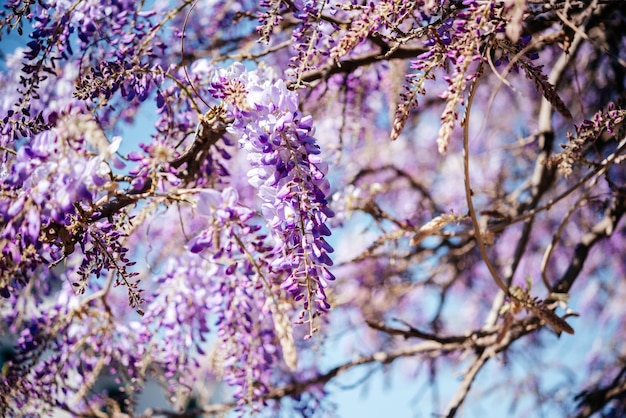 Wisteria blooming in the park in spring