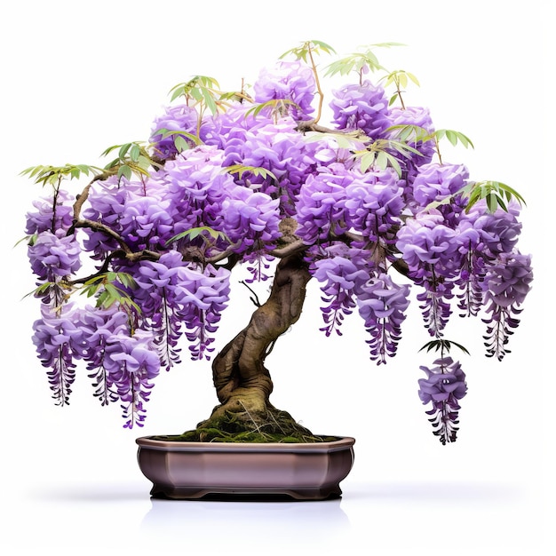 Foto wisteria bonsai op witte achtergrond voor fullframe isolatie-effect