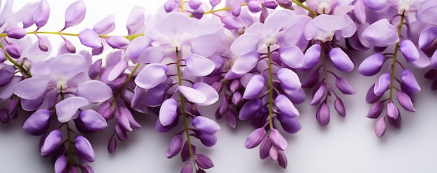 Цветочный фон глицинии Яркие фиолетовые цветы глицинии на четком белом фоне