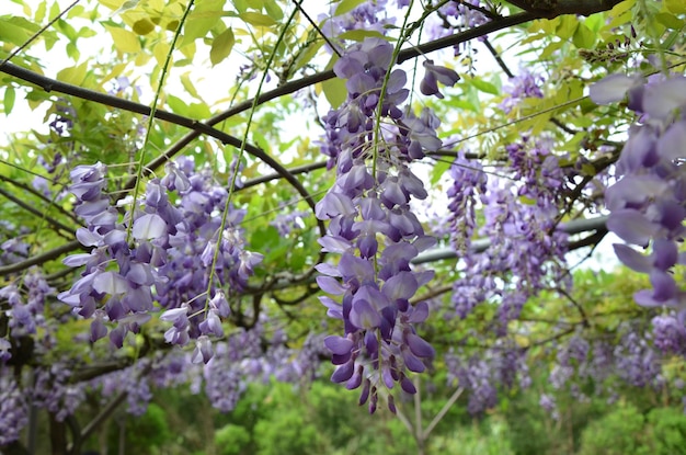 Foto fiore di glicine nel parco