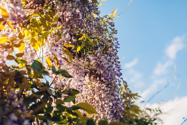 Wisteria flowers blooming in spring garden. Vines of wisteria bush hanging off fence. Violet sunset blossom