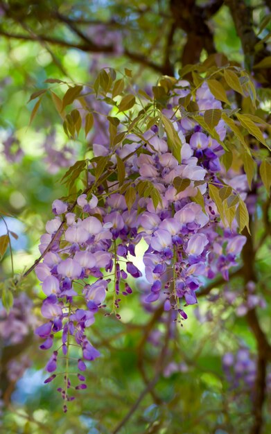 Wisteria flowers