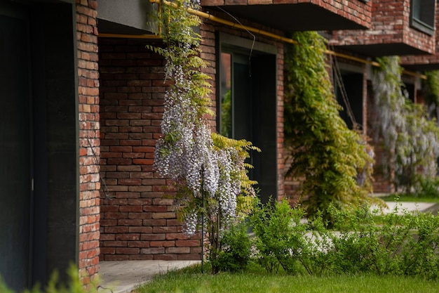 A wisteria plant is growing on a brick building.