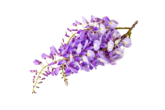 Wisteria sinensis flower isolated on the white background