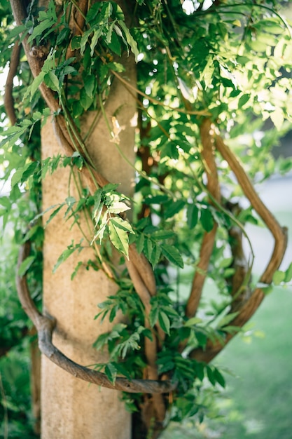 Wisteria-takken draaien langs de stenen pilaar.