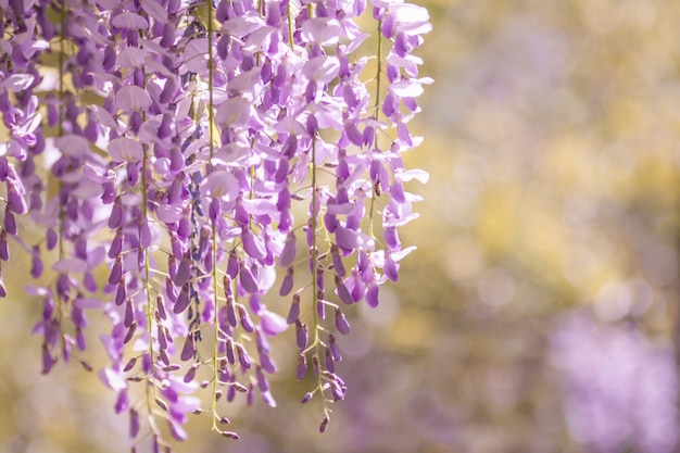 wisteria tree in bloom