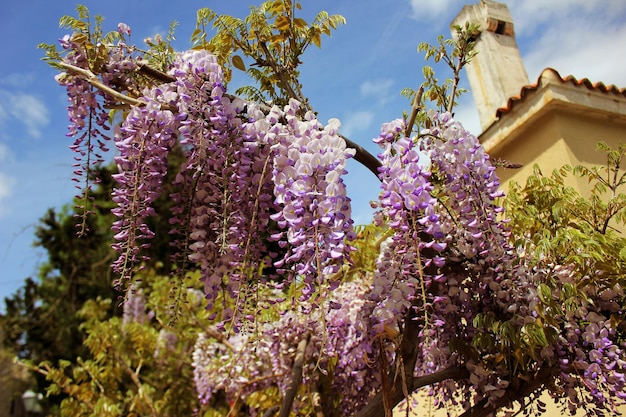 wisteria