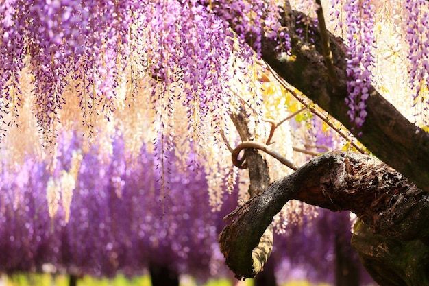 写真 公園で花をかせているウィステリア