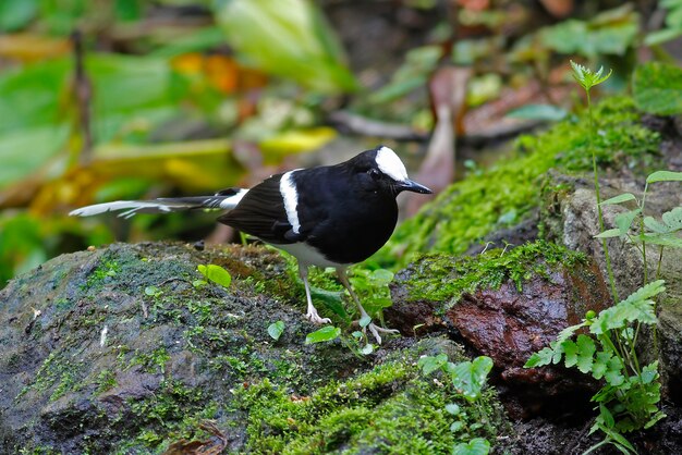 Wit-bekroonde Forktail Enicurus leschenaulti Mooie vogels van Thailand