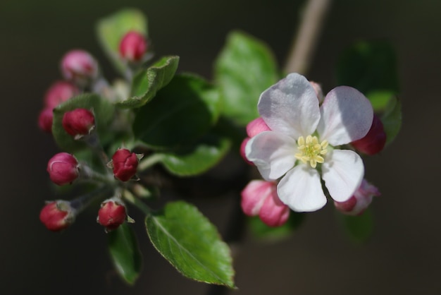 Wit bloeiende appelbomen in de lente close-up