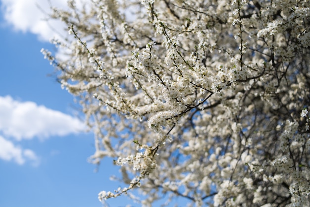 Wit bloeiende fruitbomen in het voorjaar