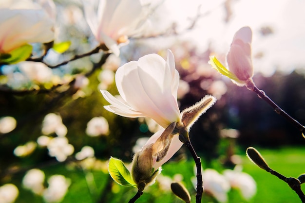 wit bloeiende magnolia's in de lente