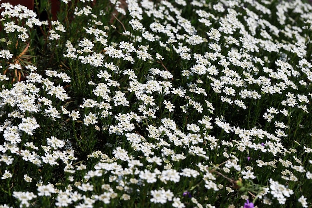 Wit bloeiende planten in het park