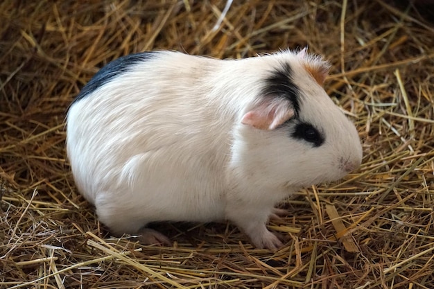 Wit cavia gezelschapsdier