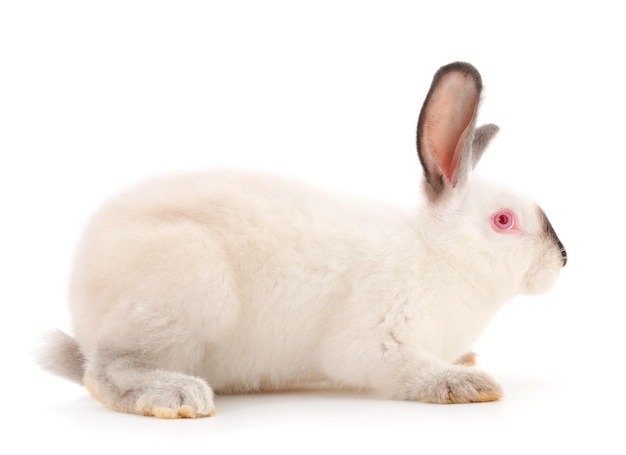 Wit geïsoleerd konijn