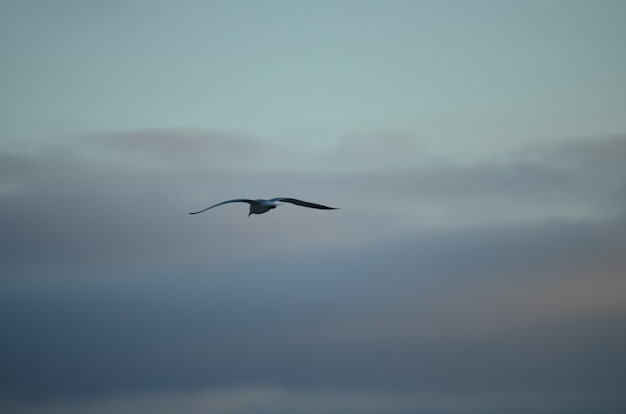 Foto wit geïsoleerde zeemeeuw op een blauwe hemelachtergrond