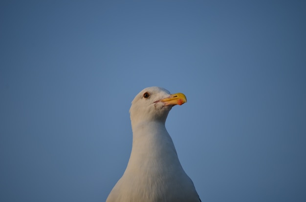 Foto wit geïsoleerde zeemeeuw op een blauwe hemelachtergrond