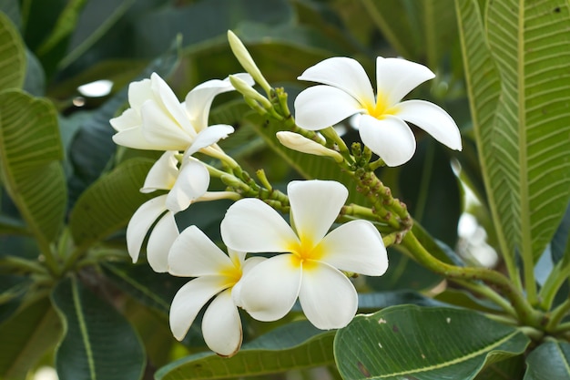 Wit-gele Leelawadee (Plumeria Pudica) in de tuin