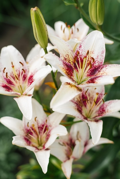 Wit gespikkelde bloemen Aziatische lelie Tribal Kiss in de tuin in de zomer