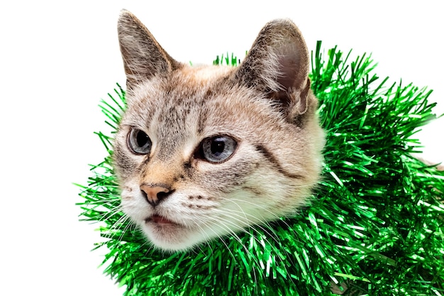 Wit gestreepte kat met een groene kerstversiering isolate