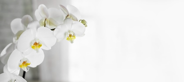 Wit grijze achtergrond met witte orchidee bloem Bruiloft achtergrond Valentijnsdag Spa en beauty