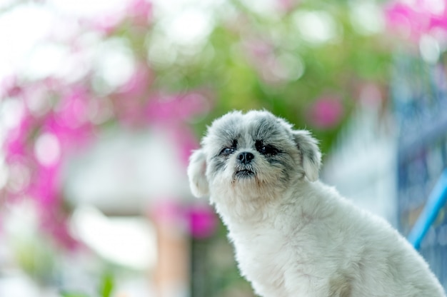 Wit hondenbeeld, schattige fotoshoot, liefdeshond concept