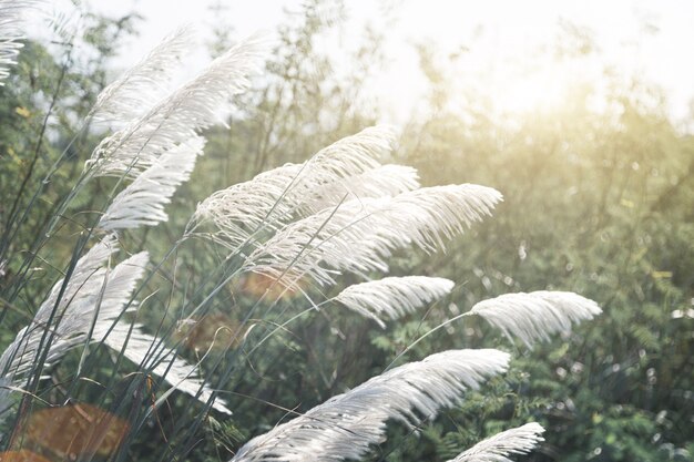 Wit hoog gras op winderige dag in wintertijd