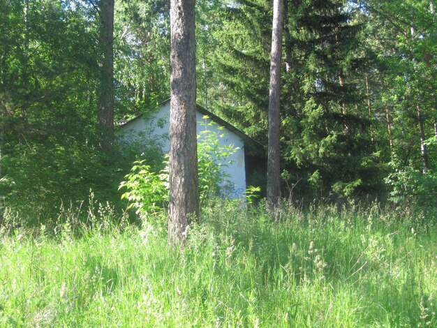 Wit huis in het loofbos met groen gras