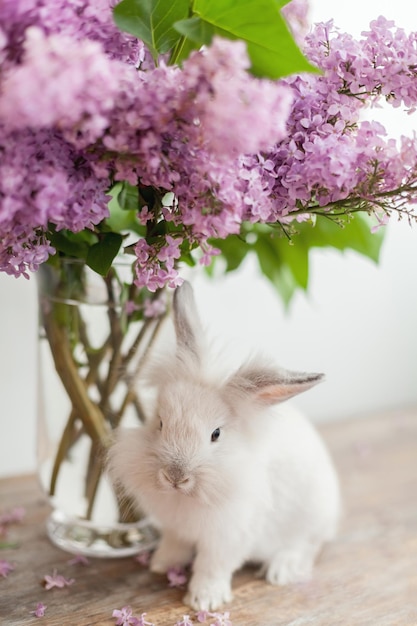 Wit huis pluizig mini konijn zittend onder de bloemen in een glazen vaas. Lila bloemen boeket