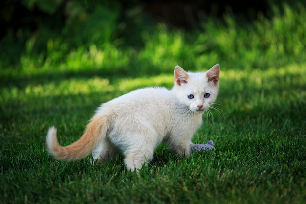 Wit Kitten Outdoors op Groen Gras