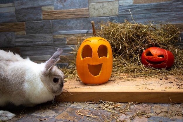 Wit konijn bestudeert pompoenen voor Halloween Rode en gele jack o lantaarns op een houten bord a