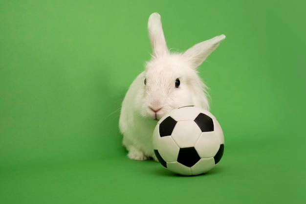 Wit konijn en voetbal op groene achtergrond voetbalspel hobby's voor kindersporten