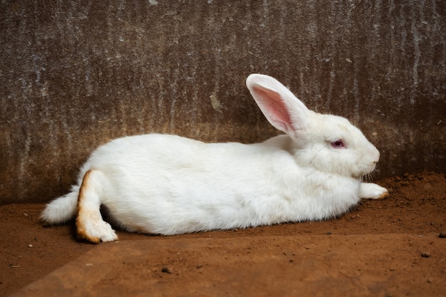 Wit konijn of konijn of haas rusten op de grond