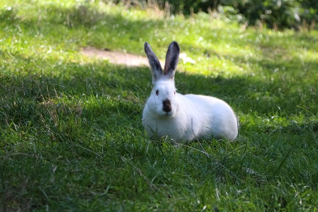 wit konijn op groen gras