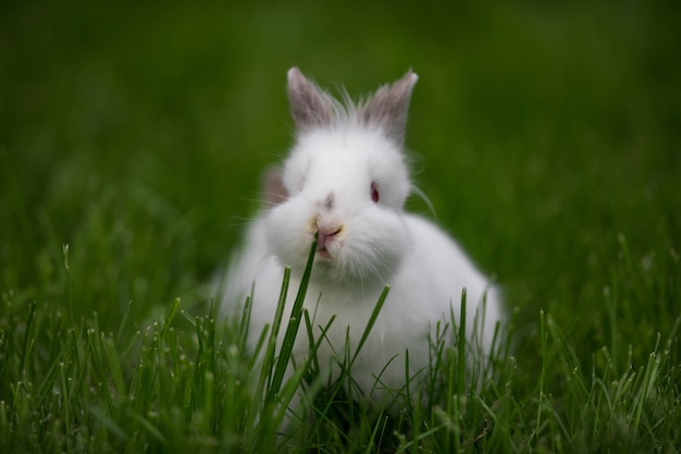 wit konijn op groen gras