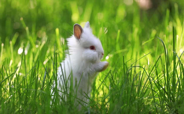 wit konijn op groen gras