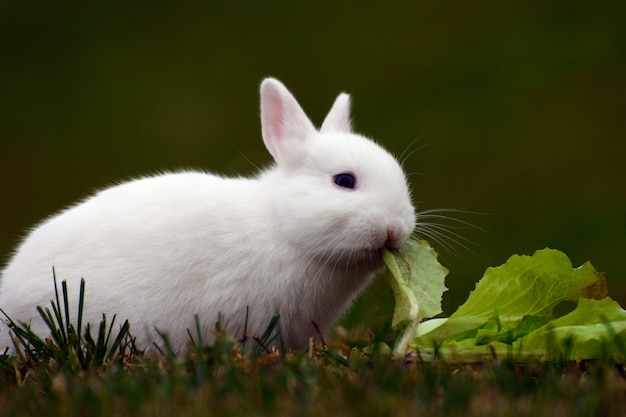 Wit konijntje eet kool in het gras.