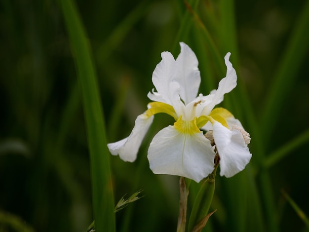 Wit met gele iris onder groene gebladerte donkere achtergrond