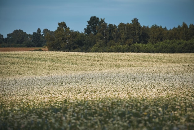 Wit met groene bloemen veld zomer lente weide op de achtergrond blauwe hemel met witte wolken