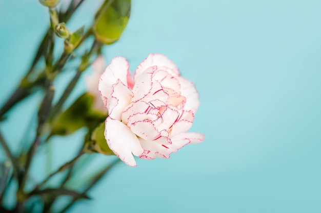 Wit met roze rand anjerbloemen op een mint kleur