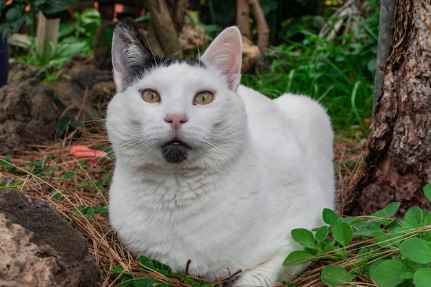 Wit met zwarte stippen poes