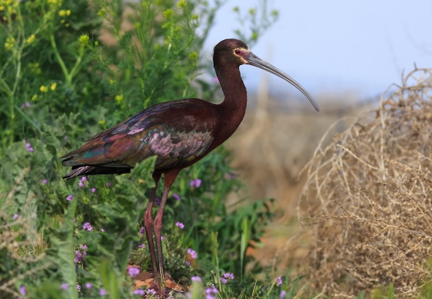 Wit-onder ogen gezien Ibis in Arizona