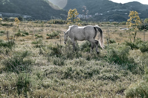 Wit paard graast in een veld met groen gras