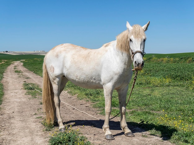 Wit paard in het veld