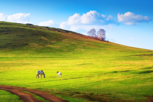 Wit paard met een veulen op het gazon met vers groen gras. Mooie zomerse landschap. Zuid-Oeral, Rusland