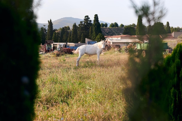 Wit paard op een boerderij