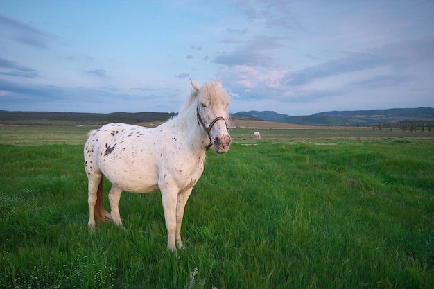 Wit paard op een groen veld