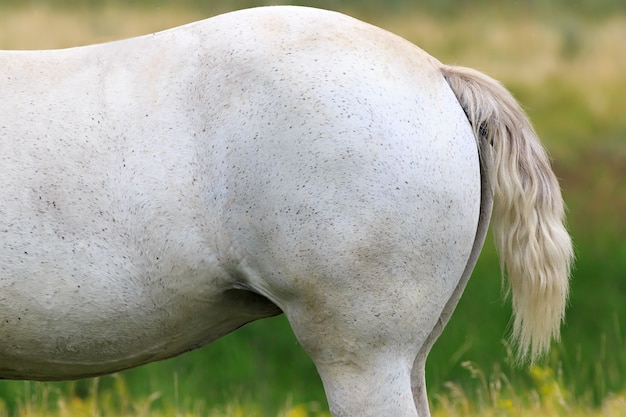 Foto wit paard op een zomerweide.